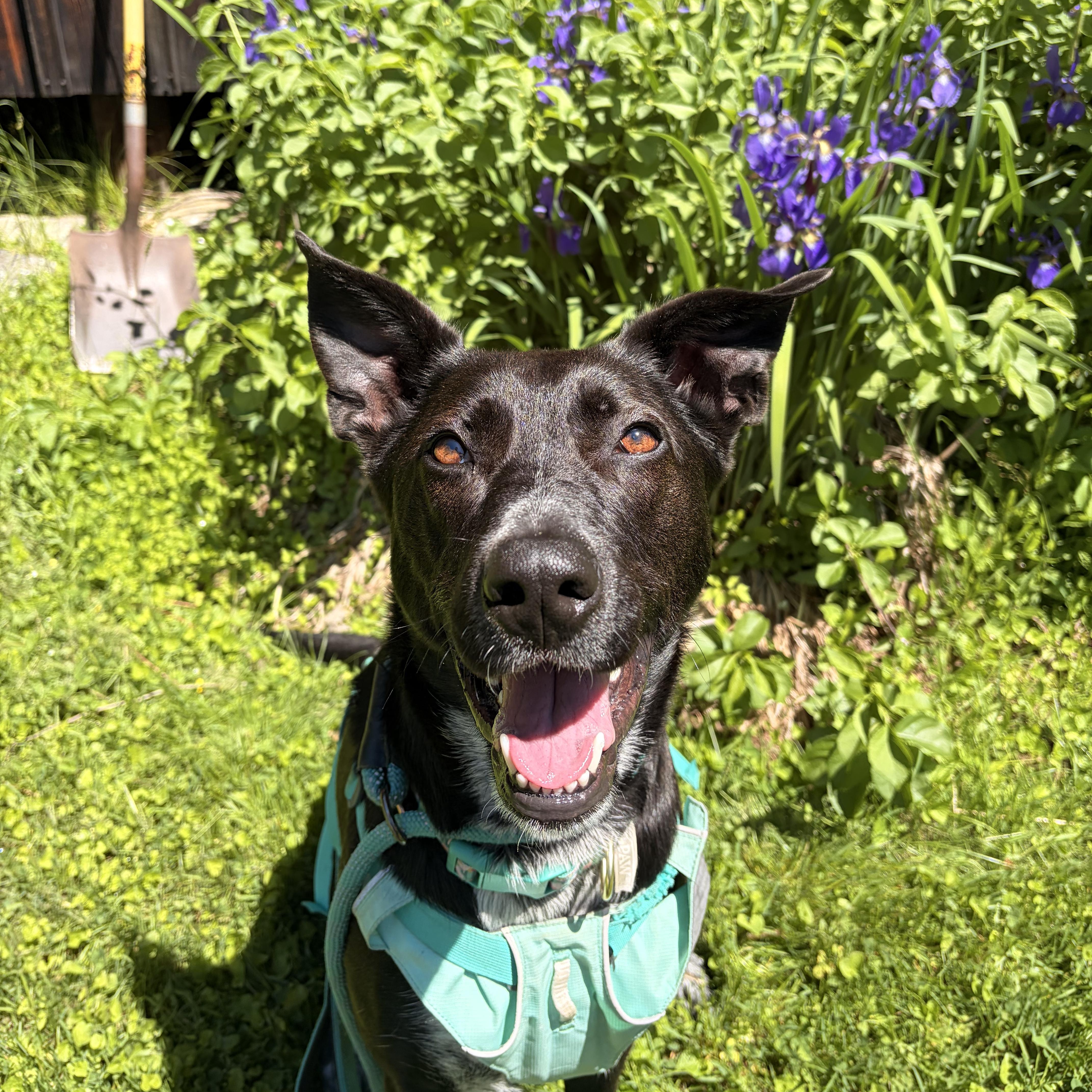 An adult large-sized female Black Collie dog named Reece for adoption in New Boston, NH
