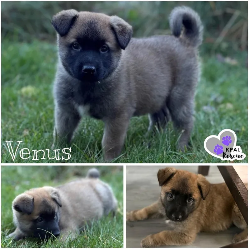 A baby large-sized female Mixed Breed dog named Venus  Planet Litter for adoption in Kenai, AK