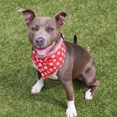 A young medium-sized female Mixed Breed dog named Parker for adoption in Athens, GA