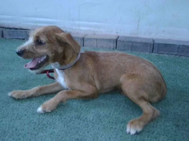 A baby medium-sized male Chihuahua dog named Gherkin for adoption in Baldwin Park, CA