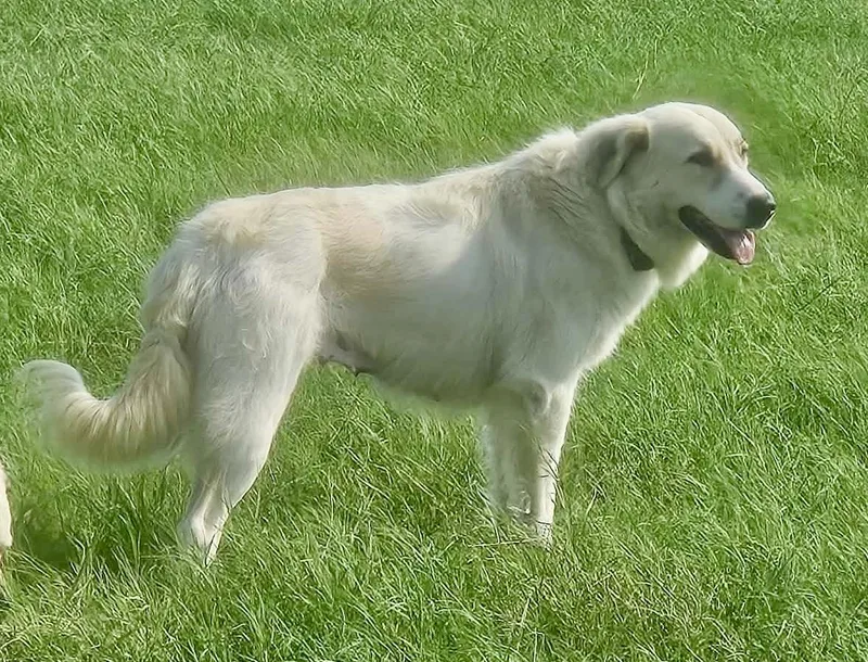 An adult large-sized female Golden Retriever dog named Lucy for adoption in Austin, TX