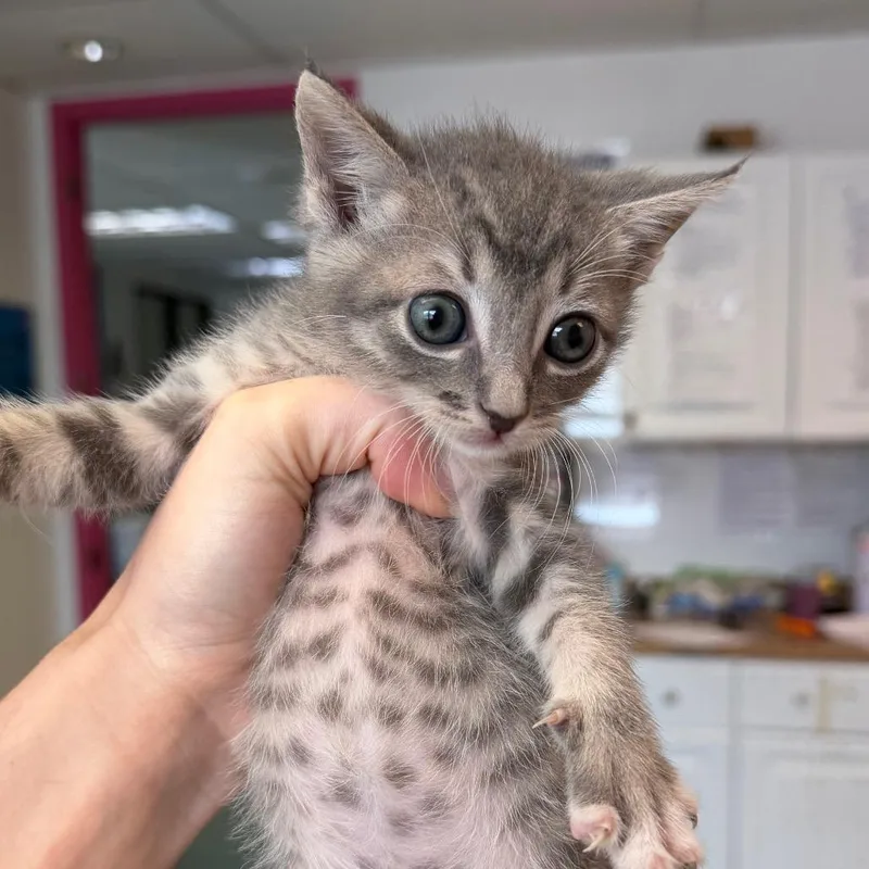 A baby small-sized male Gray / Blue / Silver Domestic Short Hair cat named Jigsaw for adoption in Austin, TX