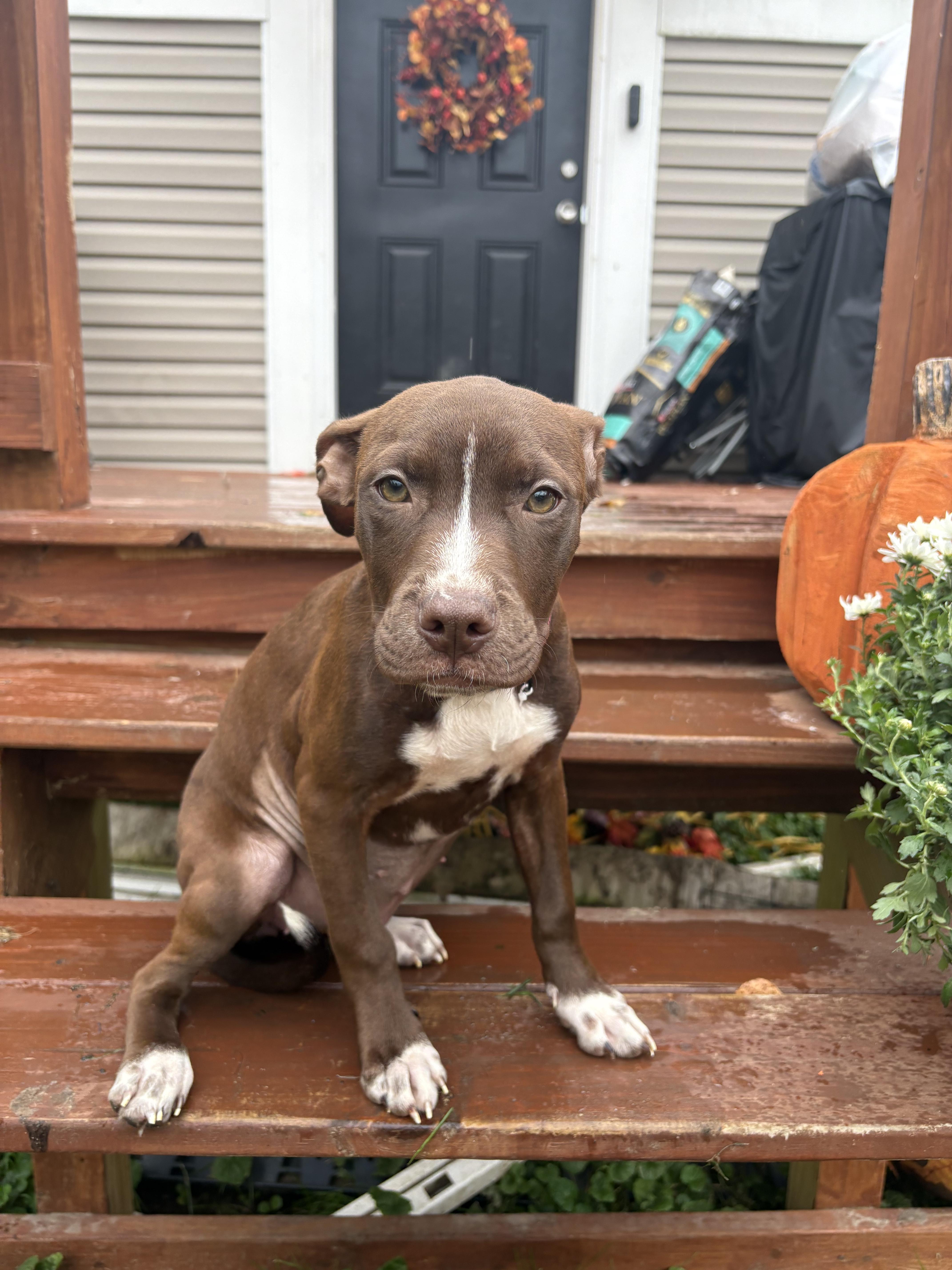 A baby medium-sized female Pit Bull Terrier dog named Brownie for adoption in Carmel, NY