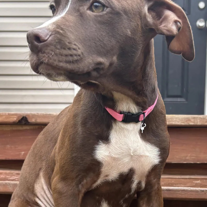 Brownie thumbnail 2