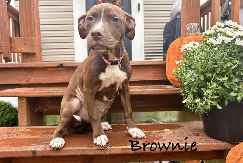 Brownie thumbnail 3