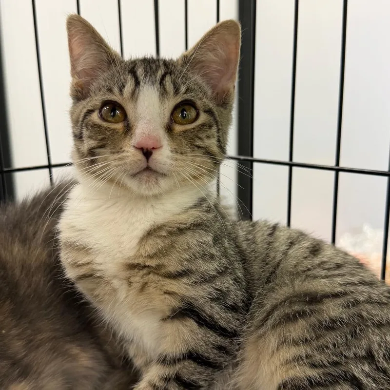 A baby small-sized male Gray / Blue / Silver Domestic Short Hair cat named Tiny for adoption in Ashland, VA