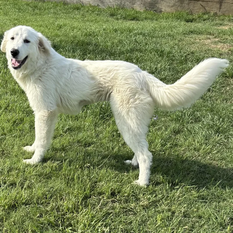 A young medium-sized female White / Cream Great Pyrenees dog named Elle for adoption in Houston, TX