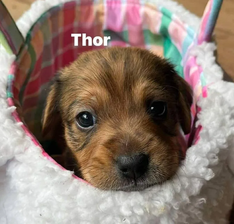 Thor thumbnail 2