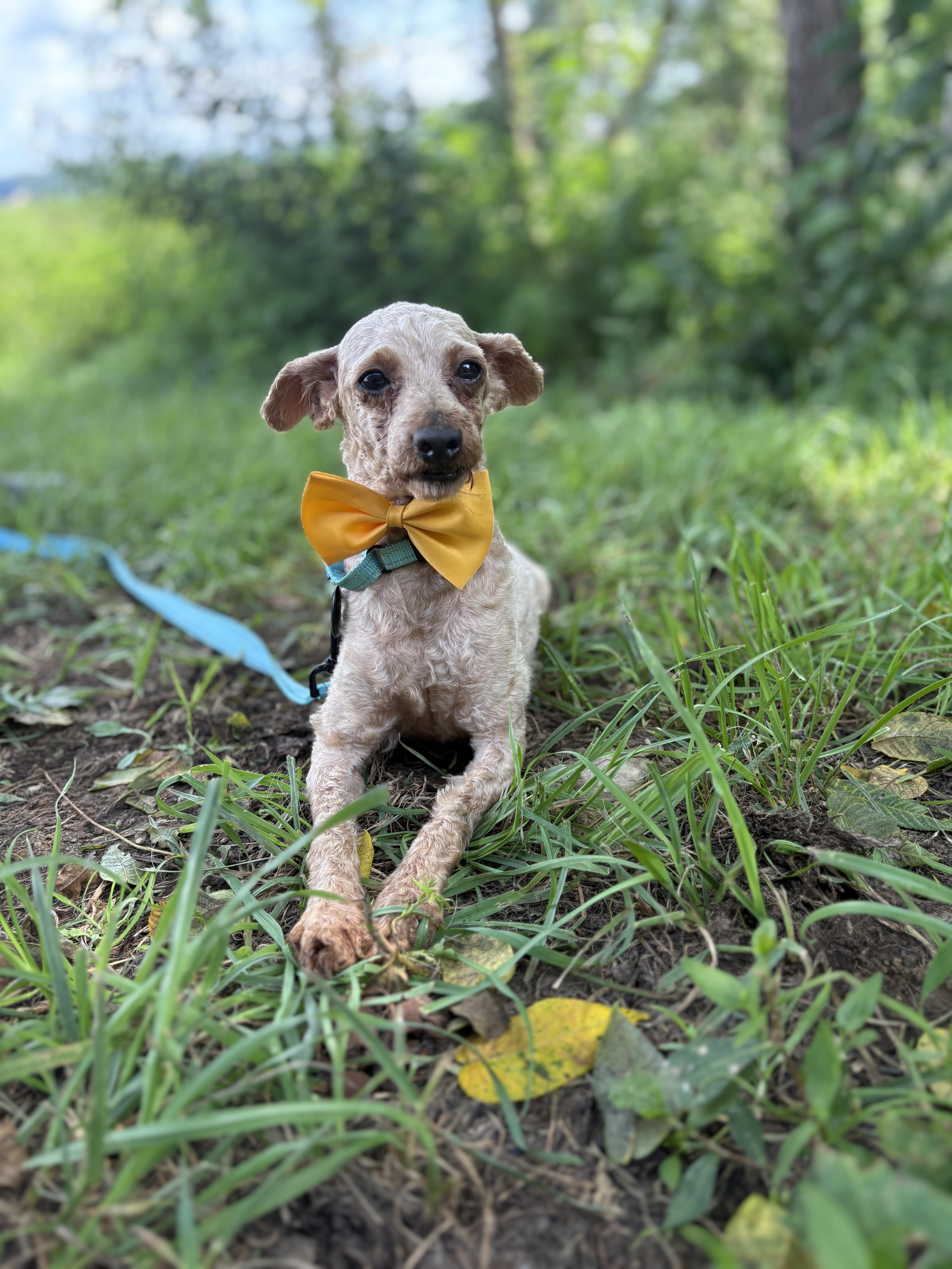 An adult small-sized male Poodle dog named WalterTransport for adoption in Gradyville, KY