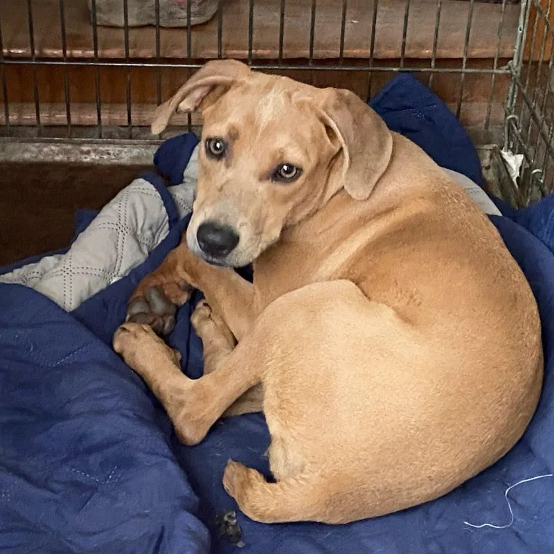 A young small-sized female Yellow / Tan / Blond / Fawn Hound dog named Bean for adoption in South Elgin, IL