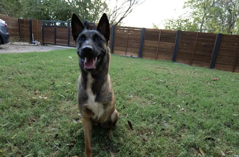 An adult medium-sized female Tricolor (Brown, Black, & White) Belgian Shepherd / Malinois dog named Aggie for adoption in Pflugerville, TX