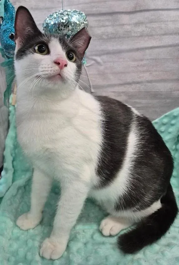 A young medium-sized female American Shorthair cat named Daisy for adoption in Ocean Springs, MS