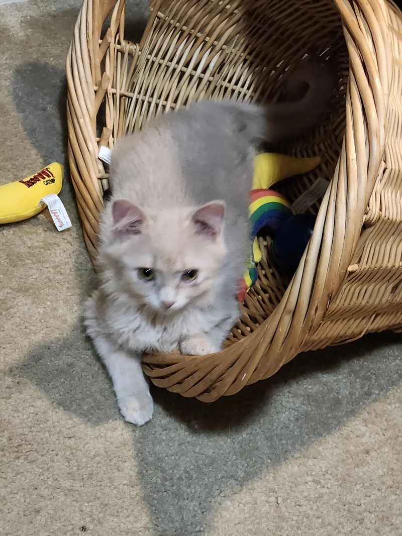 A baby small-sized male Domestic Long Hair cat named Goldie for adoption in Clayton, NC