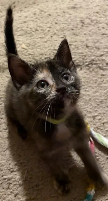 A baby medium-sized female Domestic Short Hair cat named Dorothy for adoption in Chesapeake Beach, MD