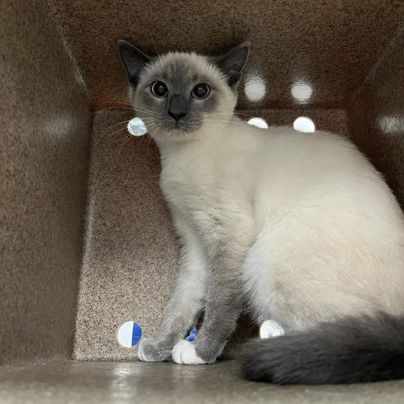 A baby small-sized female Domestic Short Hair cat named SVASStray for adoption in Verona, VA