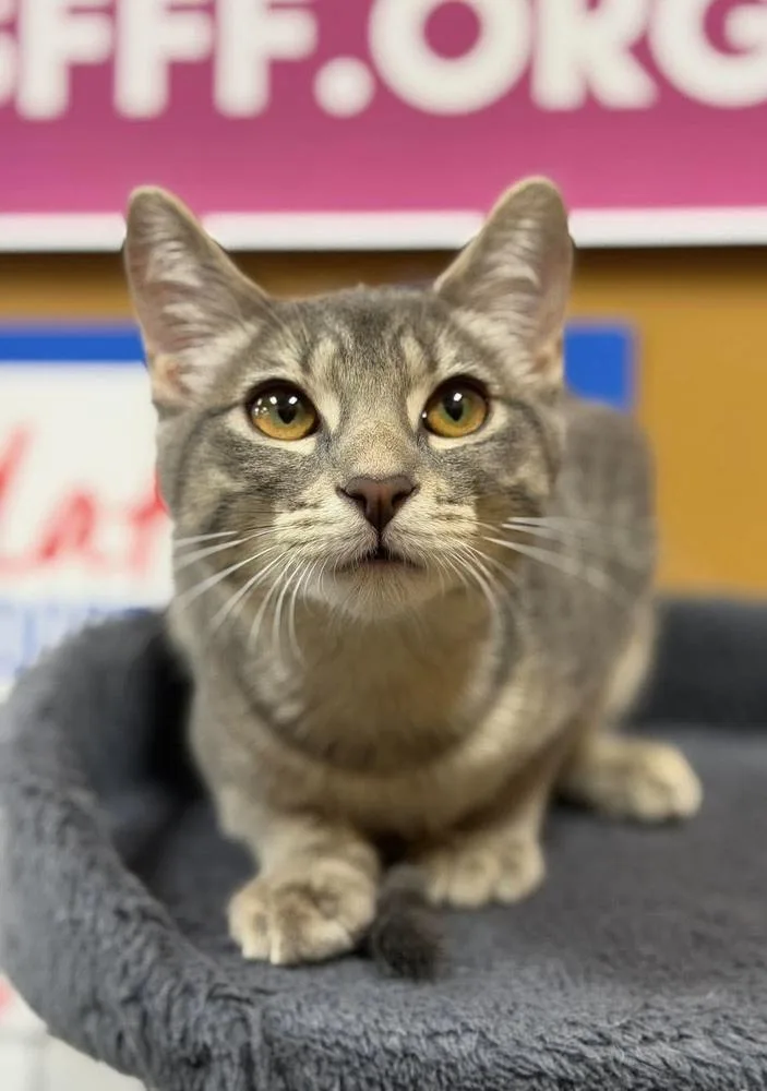 A baby small-sized female Gray & White Domestic Short Hair cat named Sugar for adoption in Chicago, IL