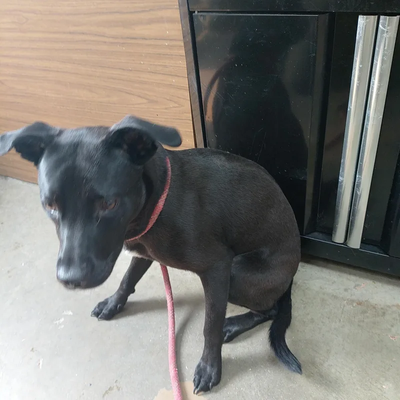 A young medium-sized female Black Labrador Retriever dog named 26-075 for adoption in Carrollton, OH