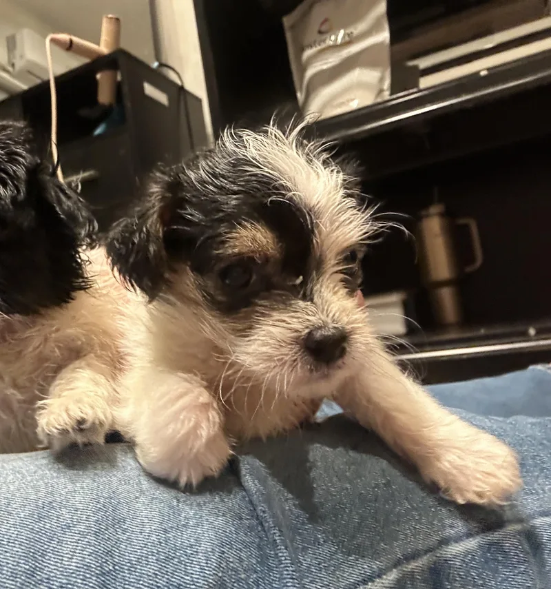 A baby small-sized male Yorkshire Terrier dog named Joe Hardy for adoption in Penryn, CA