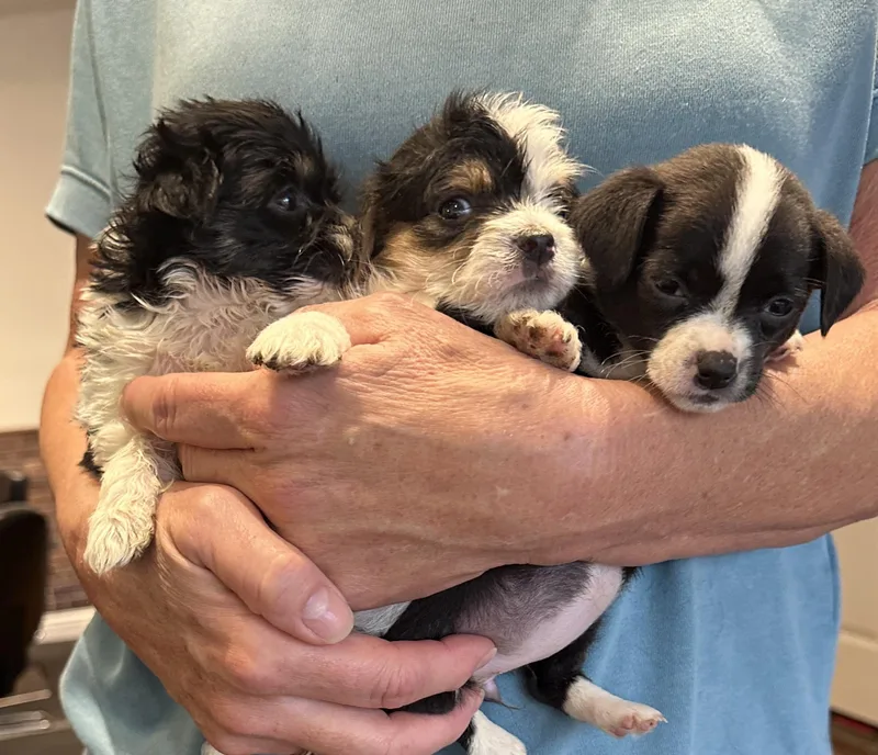 Joe Hardy thumbnail 2