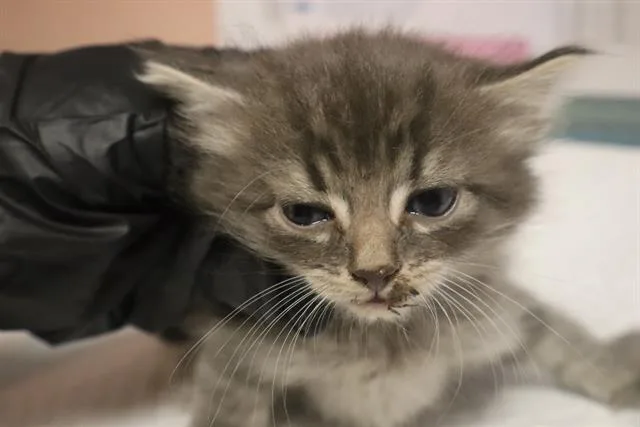 A baby small-sized male Domestic Short Hair cat named Hitch for adoption in Columbia, SC