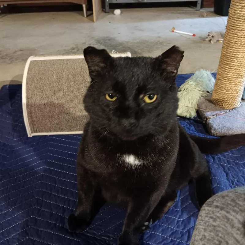 An adult small-sized male Black Domestic Short Hair cat named Binx for adoption in Osawatomie, KS