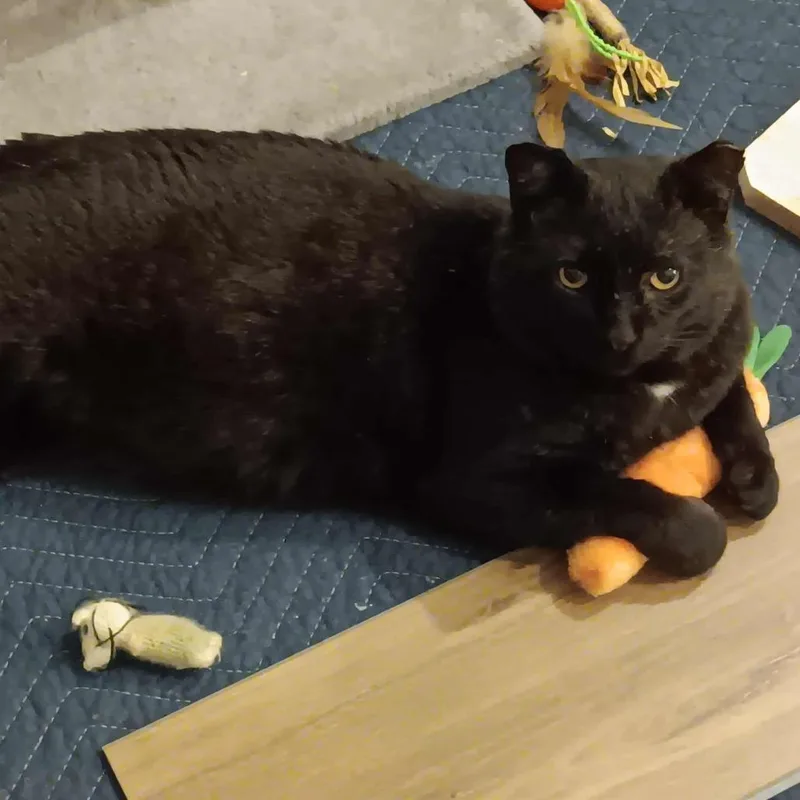 Binx thumbnail 2