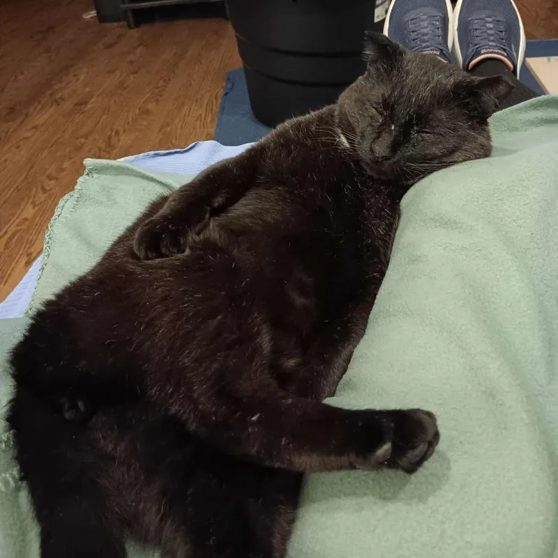Binx thumbnail 3