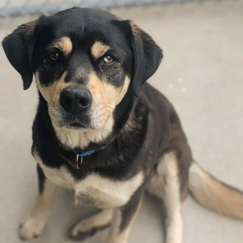 An adult large-sized female Black Mixed Breed dog named Millie for adoption in Prairie du Chien, WI
