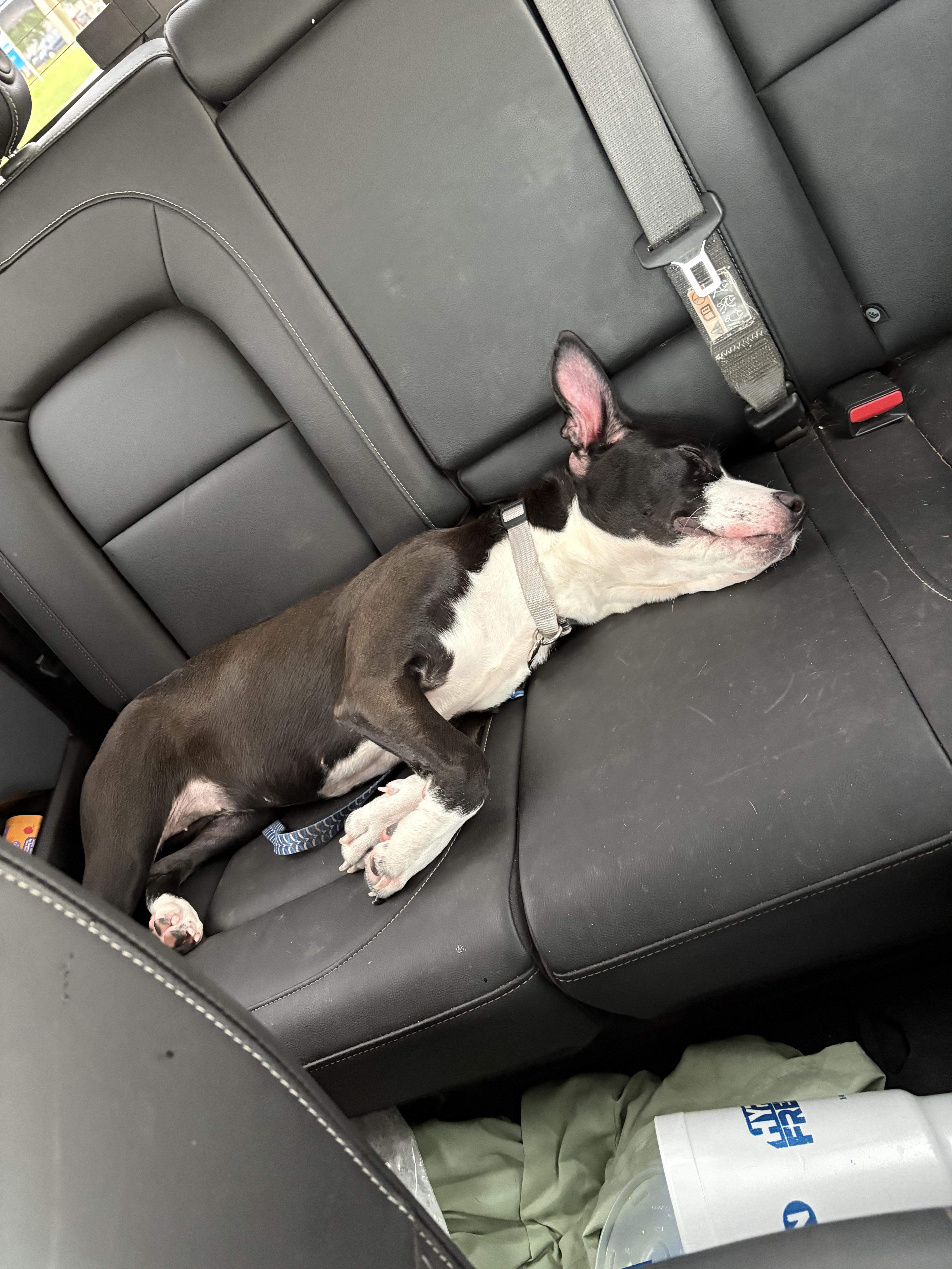 A young medium-sized female Black Bull Terrier dog named Parker for adoption in PENSACOLA, FL