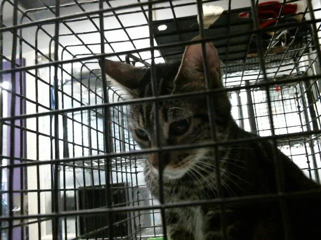A young large-sized female Domestic Short Hair cat named Offi for adoption in Houston, TX