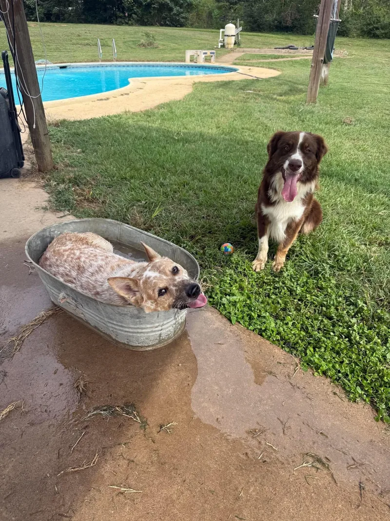 A young medium-sized male Australian Shepherd dog named Scout for adoption in Houston, TX