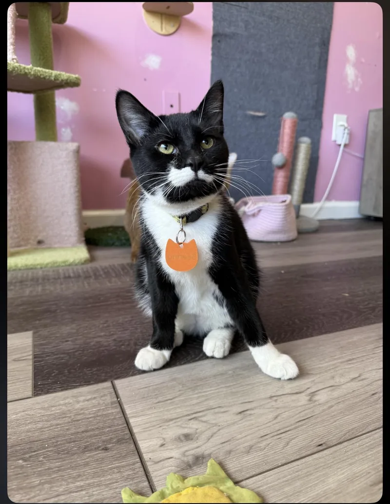 A young medium-sized male Black & White / Tuxedo Domestic Short Hair cat named Bearing for adoption in Elverson, PA