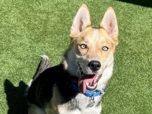 A young medium-sized female Shepherd dog named Pearl for adoption in Palo Alto, CA