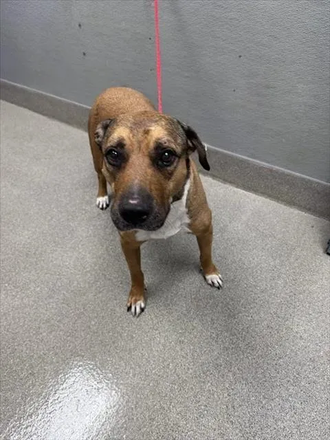 An adult large-sized female Pit Bull Terrier dog named Caroline for adoption in Las Vegas, NV