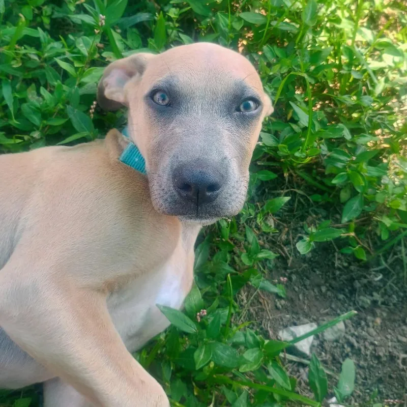 A baby small-sized male Pit Bull Terrier dog named Houston for adoption in Jasper, IN