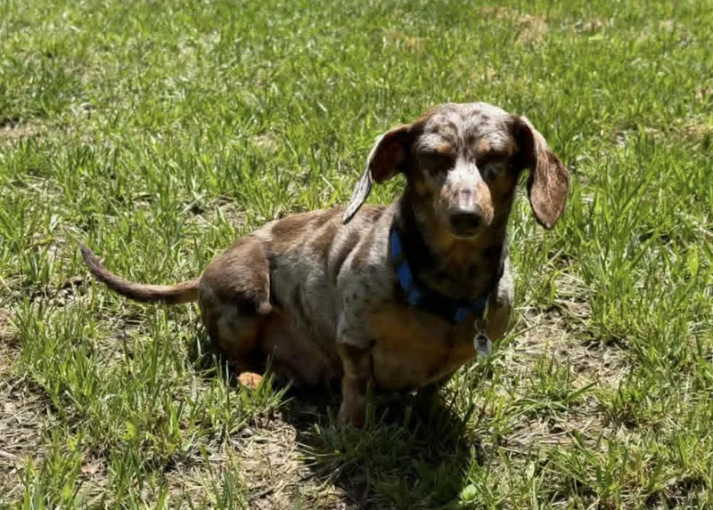 Snickers thumbnail 2