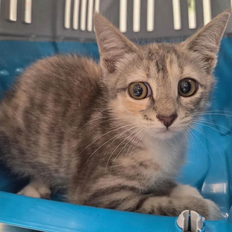 A baby small-sized female Calico Domestic Short Hair cat named Baja Blast for adoption in Chattanooga, TN