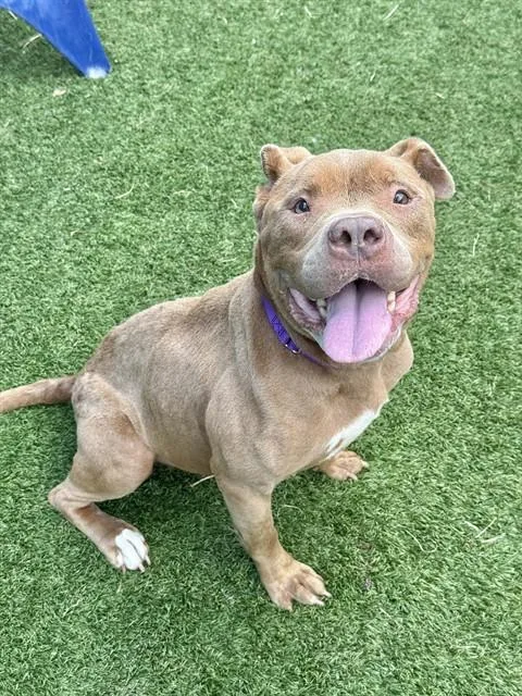 An adult large-sized female Pit Bull Terrier dog named Gigi for adoption in Dallas, TX