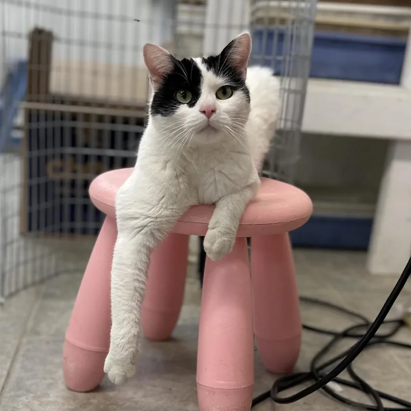 An adult medium-sized male White Domestic Short Hair cat named Crankshaft for adoption in East Smithfield , PA