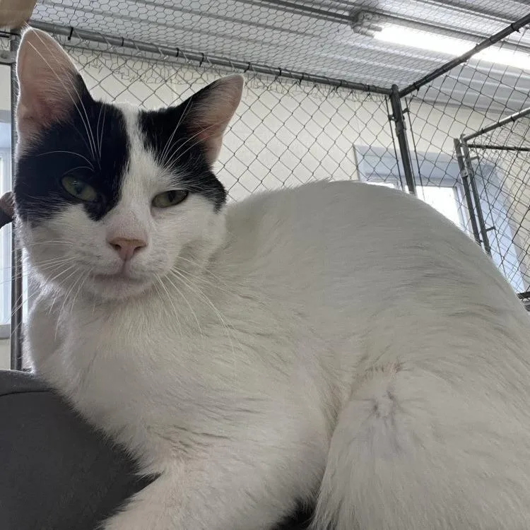 Crankshaft thumbnail 3