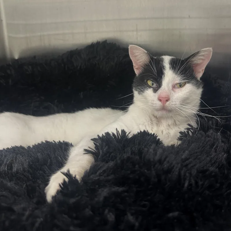 Crankshaft thumbnail 4