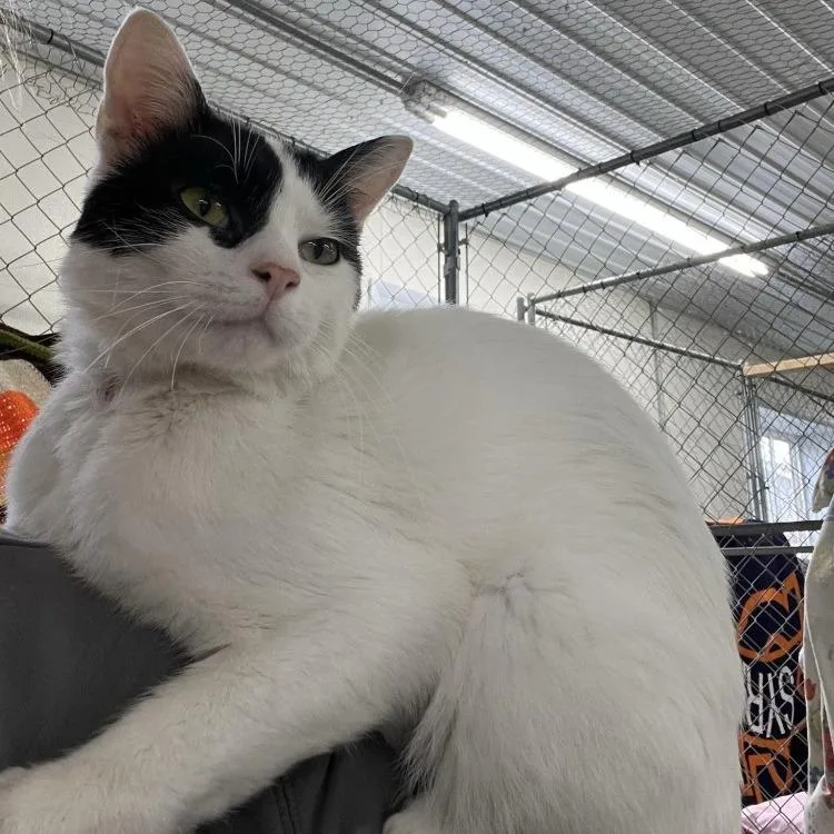 Crankshaft thumbnail 5