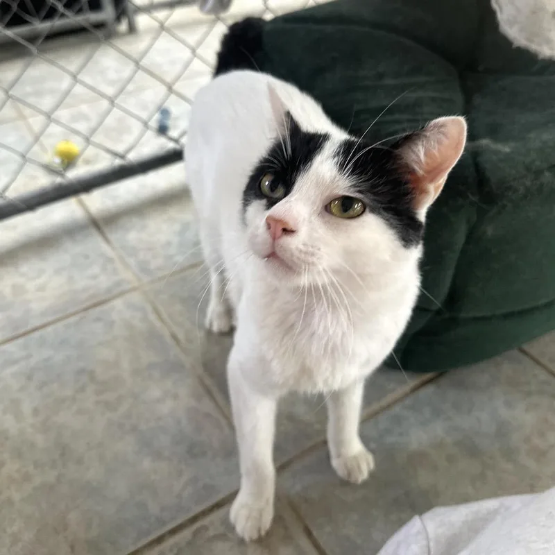 Crankshaft thumbnail 6