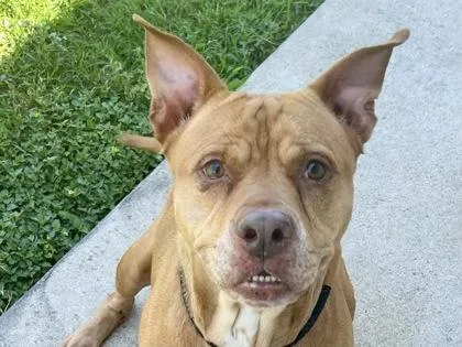 An adult medium-sized female Apricot / Beige Mixed Breed dog named Reba for adoption in Georgetown, TX