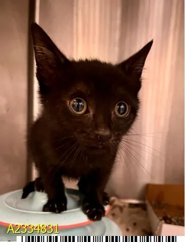 A baby small-sized female Domestic Short Hair cat named Barb for adoption in West Palm Beach, FL