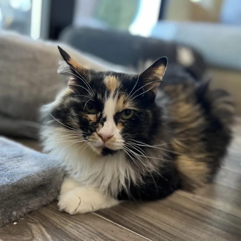 Bella
