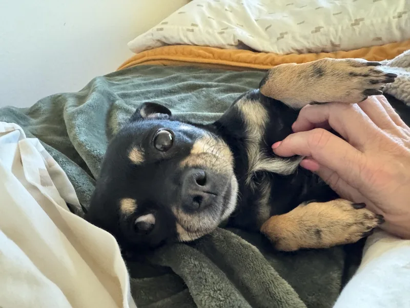 An adult small-sized female Tricolor (Brown, Black, & White) Dachshund dog named Armani for adoption in Sacramento, CA