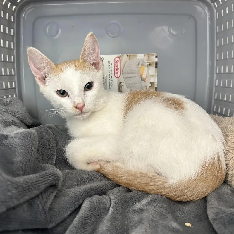 A baby small-sized male Orange / Red Domestic Short Hair cat named Virgil for adoption in Ojai, CA