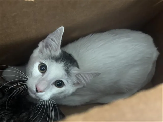 A baby medium-sized male Domestic Medium Hair cat named Arnold for adoption in Dallas, TX