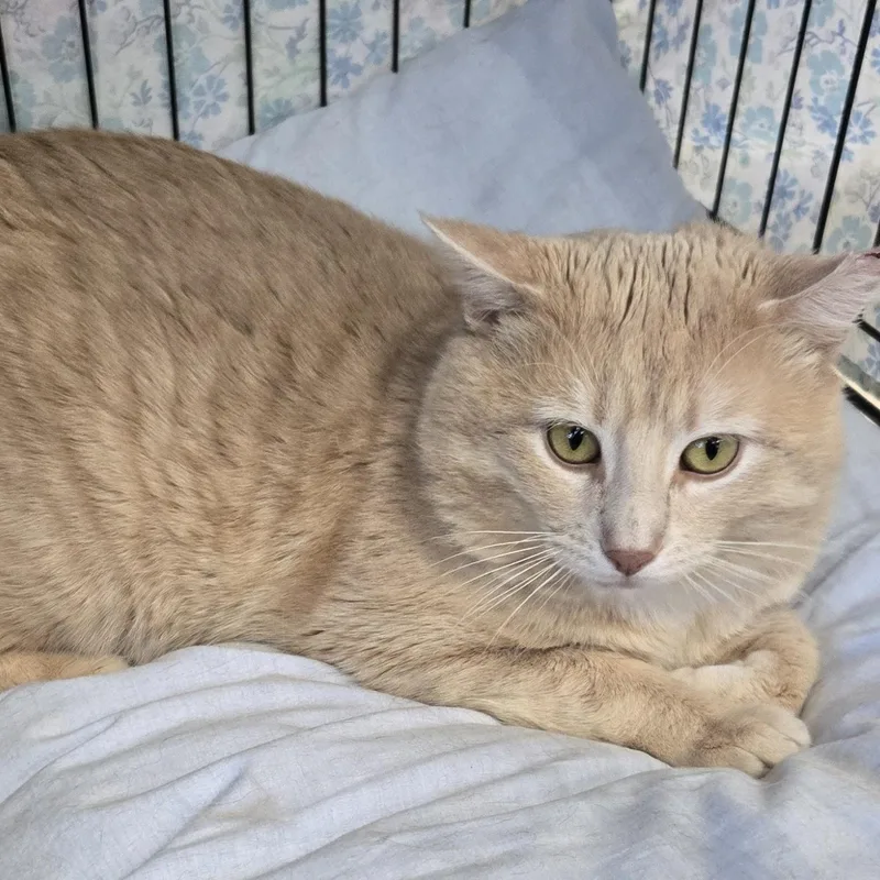An adult medium-sized male Orange / Red Domestic Short Hair cat named Pumple for adoption in Mokena, IL